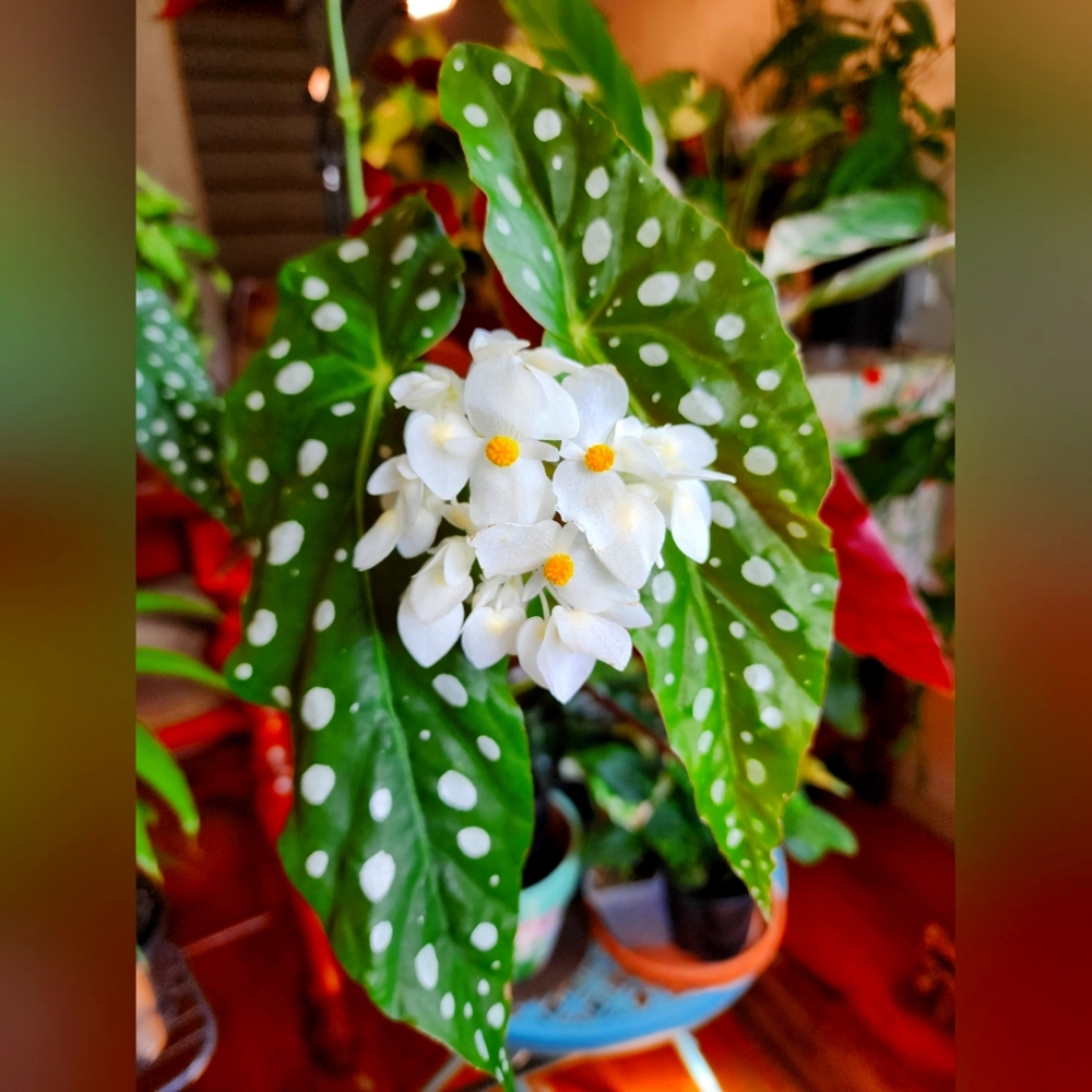 Begonia Maculata